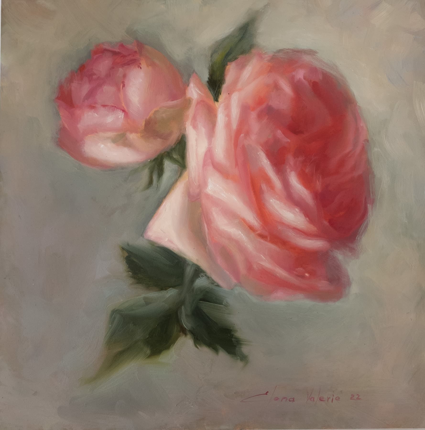 Pierre de Ronsard Rose